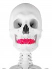 Dents humaines, illustration par ordinateur — Photo de stock