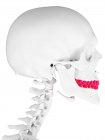 Dentes humanos, ilustração computacional — Fotografia de Stock