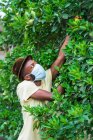 Афроамериканец собирает лимоны. — стоковое фото