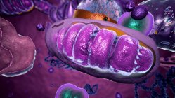 Ilustración 3d de una mitocondria dentro de una célula. Las mitocondrias son orgánulos que se encuentran en el citoplasma de las células eucariotas. Oxidan azúcares y grasas para producir energía - foto de stock