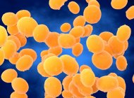 Ілюстрація стафілокока ауреуса (мрса) кокоїдних бактерій. staphylococcus aureus - грам-позитивна бактерія, що викликає харчове отруєння, токсичний шок і шкірні інфекції, такі як скалені шкірні синдроми. — стокове фото