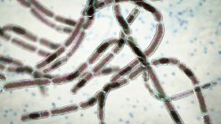 Bactéries anthrax, illustration. Les bactéries anthrax (Bacillus anthracis) sont la cause de la maladie anthrax chez les humains et le bétail. Ce sont des bactéries productrices de spores gram-positives disposées en chaînes (streptobacilles). De nombreuses cellules ont une spore centrale. — Photo de stock