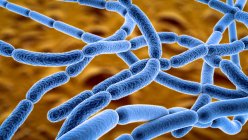 Bactérias antraz, ilustração. Bactérias antraz (Bacillus anthracis) são a causa da doença antraz em humanos e gado. São bactérias gram-positivas produtoras de esporos dispostas em cadeias (estreptobacilos). — Fotografia de Stock