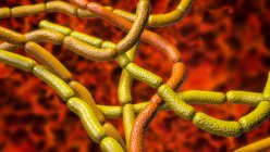 Anthrax bacteria, illustration. Anthrax bacteria (Bacillus anthracis) are the cause of the disease anthrax in humans and livestock. They are gram-positive spore producing bacteria arranged in chains (streptobacilli). — Stock Photo