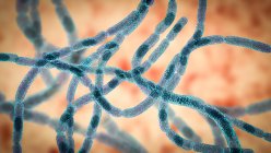 Anthrax bacteria, illustration. Anthrax bacteria (Bacillus anthracis) are the cause of the disease anthrax in humans and livestock. They are gram-positive spore producing bacteria arranged in chains (streptobacilli). Many cells have a central spore. — Foto stock