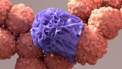 Macrófago (roxo) e células cancerígenas (vermelho), ilustração. — Fotografia de Stock