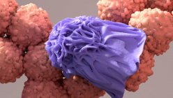 Macrofago (viola) e cellule tumorali (rosso), illustrazione. — Foto stock