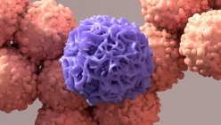 Макрофаги (фиолетовые) и раковые клетки (красные), иллюстрация. — стоковое фото