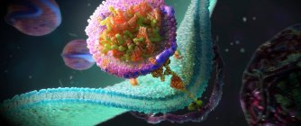 LDL рецептори на клітинній мембрані, ілюстрація — стокове фото