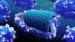 Вірус рабинів, притча. Вірус Rabies є членом родини Rhabdoviridae. Цей вірус у формі кулі має протеїнове пальто (капсид, синій), яке складається з спірально розташованих субодиниць під назвою капсомери. — стокове фото
