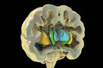 Computer illustration of the basal ganglia, showing caudate nucleus (green), putamen (yellow), and lateral ventricles (blue). — Stock Photo