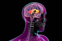 Cervello umano con corpo calloso evidenziato, noto anche come commissione callosale, illustrazione. È un ampio e spesso tratto nervoso che collega gli emisferi cerebrali sinistro e destro. — Foto stock
