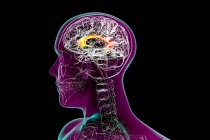 Cervello umano con corpo calloso evidenziato, noto anche come commissione callosale, illustrazione. È un ampio e spesso tratto nervoso che collega gli emisferi cerebrali sinistro e destro. — Foto stock