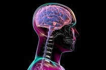 Substantia nigra. Illustration einer gesunden Substantia nigra in einem menschlichen Gehirn. Die Substantia nigra spielt eine wichtige Rolle bei Belohnung, Sucht und Bewegung. Degeneration dieser Struktur ist charakteristisch für Parkinson. — Stockfoto