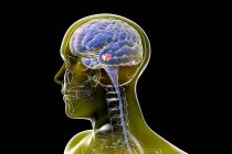 Substância negra. Ilustração mostrando uma substância nigra saudável em um cérebro humano. A substância negra desempenha um papel importante na recompensa, vício e movimento. A degeneração desta estrutura é característica da doença de Parkinson. — Fotografia de Stock