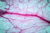Tessuto connettivo areolare, micrografo leggero. Macchia di ematossilina ed eosina. — Foto stock