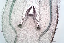 Micrografia de luz do meristema de tiro. Este é o tecido na maioria das plantas que contêm células indiferenciadas. As células meristemáticas dão origem a vários órgãos de uma fábrica e são responsáveis pelo crescimento. — Fotografia de Stock