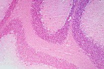 Tessuto cerebellare, micrografo leggero. Macchia di ematossilina ed eosina. — Foto stock