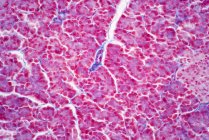 Cellules hépatocytaires, micrographie photonique. Les cellules hépatocytaires sont les principales cellules du tissu parenchymateux du foie. Tache d'hématoxyline et d'éosine. — Photo de stock