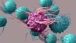 Ilustración de una célula dendrítica (centro, púrpura) activando las células T (teal). Las células dendríticas reconocen virus y presentan información sobre sus antígenos a las células T - foto de stock