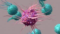 Иллюстрация дендритной клетки (центральной, фиолетовой), активирующей Т-клетки (бирюзовые). Дендритные клетки распознают вирусы и представляют информацию о своих антигенах Т-клеткам — стоковое фото