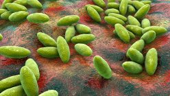 Brucella bacteria, illustration. Gram-negative pleomorphic bacteria that cause brucellosis in cattle and humans and are transmitted to humans by direct contact with ill animal or by contaminated milk. — Stock Photo