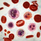 Ілюстрація, що показує різні типи клітин крові, еритроцитів, нейтрофілів, моноцитів, базафілів, еозинофілів, лімфоцитів та тромбоцитів . — стокове фото