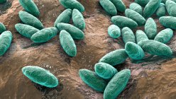 Brucella bacteria, illustration. Gram-negative pleomorphic bacteria that cause brucellosis in cattle and humans and are transmitted to humans by direct contact with ill animal or by contaminated milk. — Stock Photo