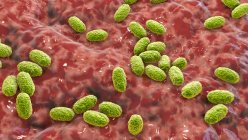 Bactérie de la coqueluche (Bordetella pertussis), illustration. Ces bacilles Gram négatifs en forme de tige causent la coqueluche, connue sous le nom de coqueluche, principalement chez les nourrissons — Photo de stock