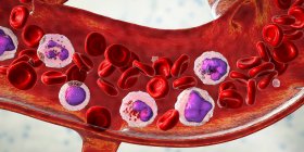 Illustration mit verschiedenen Arten von Blutzellen, Erythrozyten, Neutrophilen, Monozyten, Basophilen, Eosinophilen, Lymphozyten und Blutplättchen. — Stockfoto
