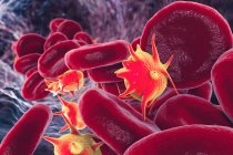 Activated platelets in blood flow, illustration. — Stock Photo