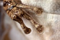 Oeil de rainette faux-grillon (Scinax fuscovarius), gros plan. Cette espèce est répandue dans le sud, le sud-est et le centre du Brésil ainsi que dans l'est de la Bolivie, le Paraguay, le nord de l'Argentine et le nord de l'Uruguay. — Photo de stock