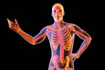 Menschlicher Körper mit Skelett, Computerillustration. — Stockfoto