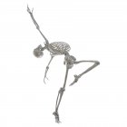 Анатомия танцовщицы, компьютерная иллюстрация. Скелет человека в балетной позе показывает скелетную активность в балете. — стоковое фото