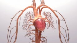 Corazón humano y sistema circulatorio, ilustración. - foto de stock