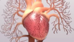 Human heart, computer illustration — Stock Photo