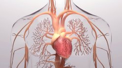 Coração humano e sistema circulatório, ilustração. — Fotografia de Stock