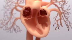 Menschliches Herz, Computerillustration — Stockfoto