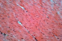 Muscolatura liscia umana, micrografo leggero — Foto stock