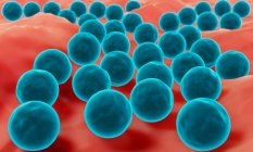 Staphylokokken-Bakterien auf Oberflächen wie Haut oder Schleimhaut. — Stockfoto