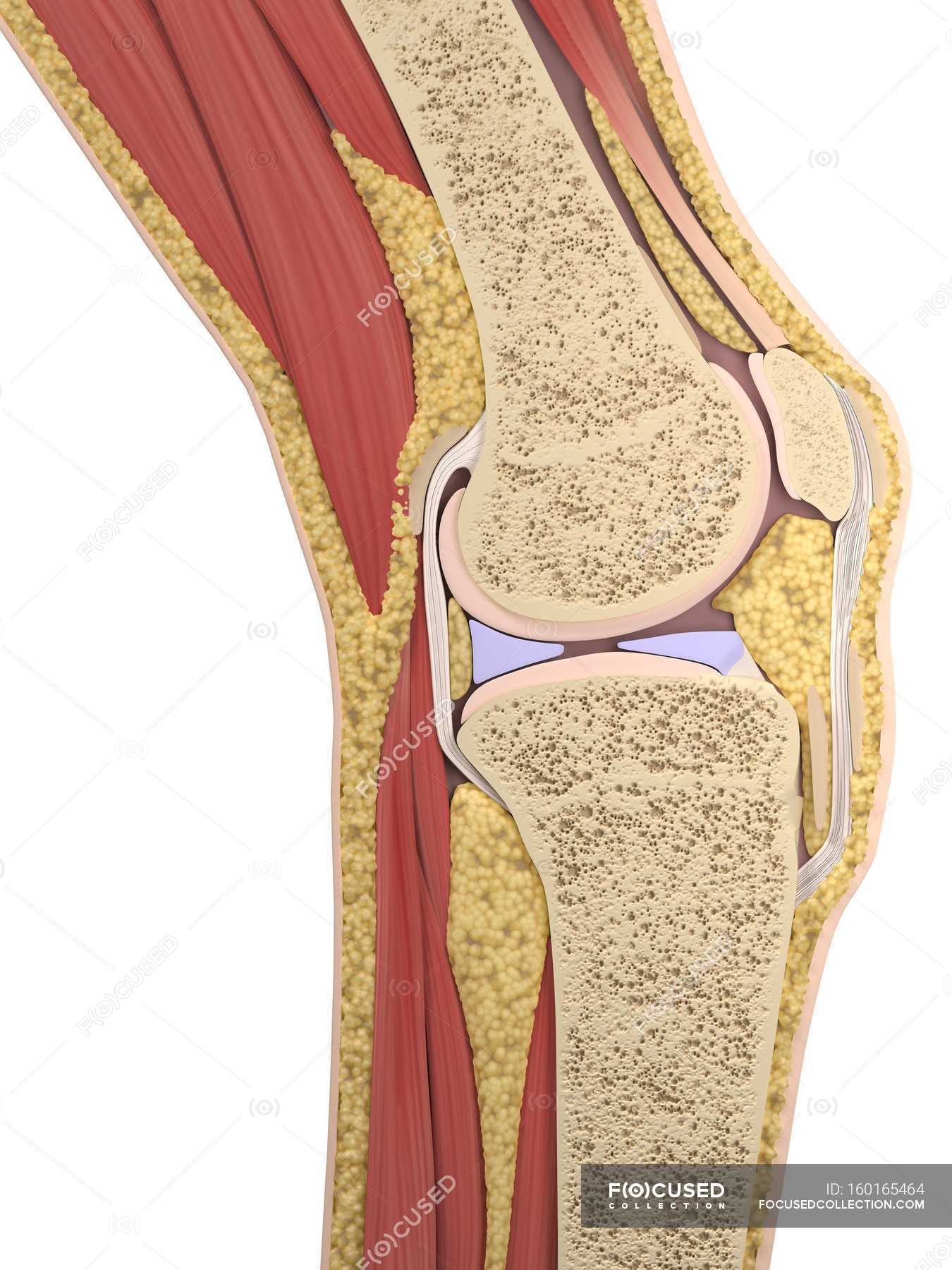 View of Knee anatomy — normal, medical illustration - Stock Photo ...