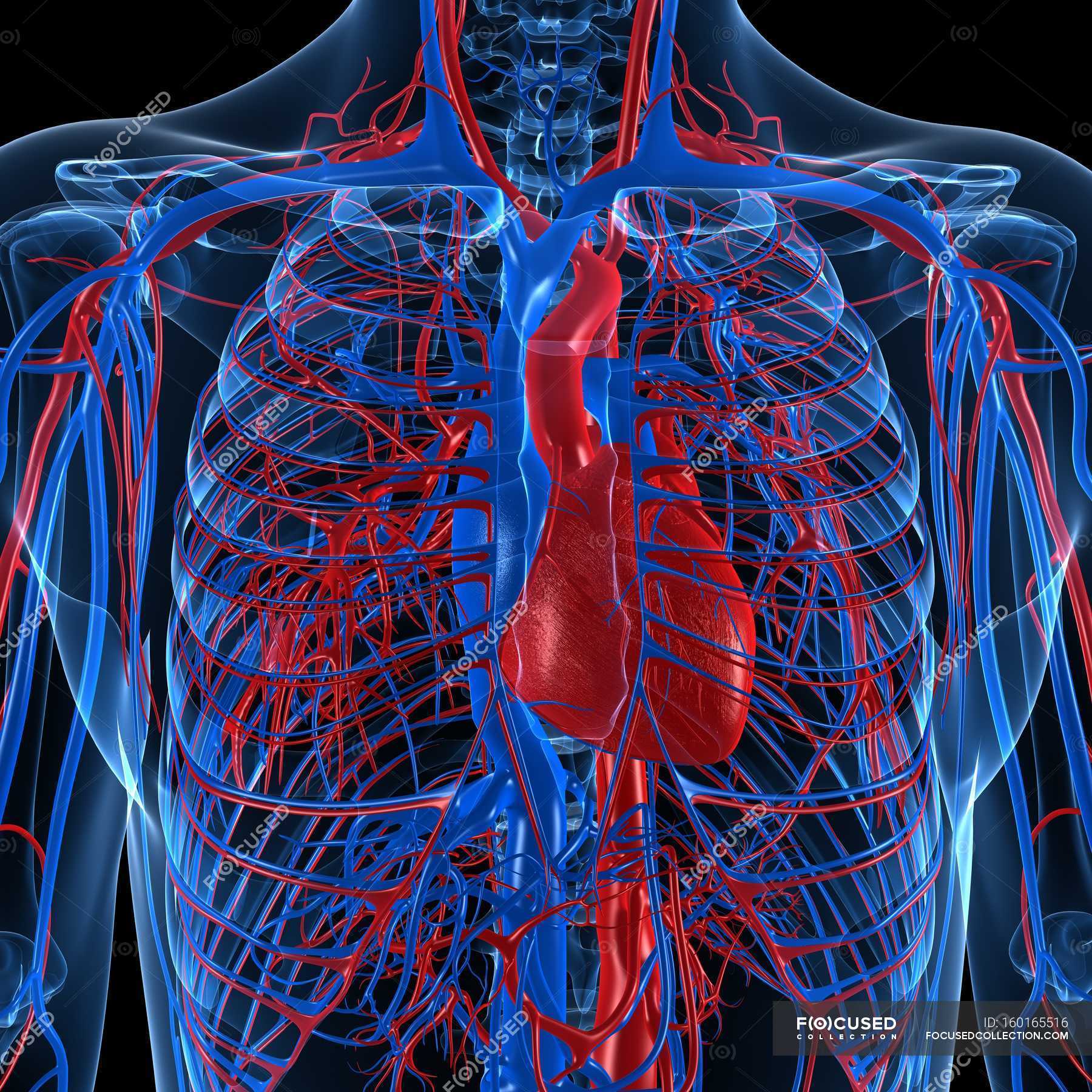 heart and vascular