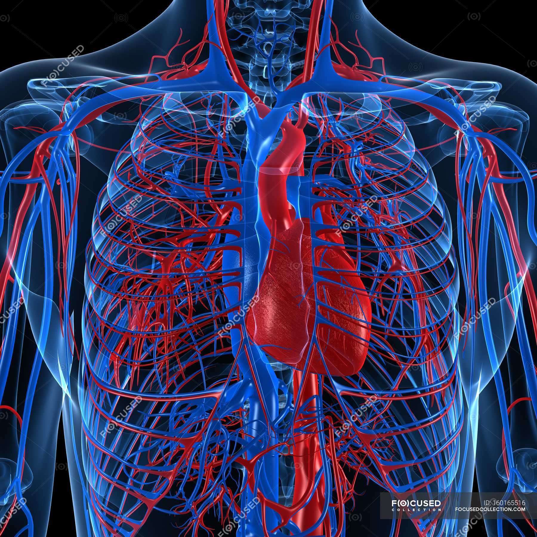 Collection 96+ Pictures Pictures Of The Circulatory System Completed