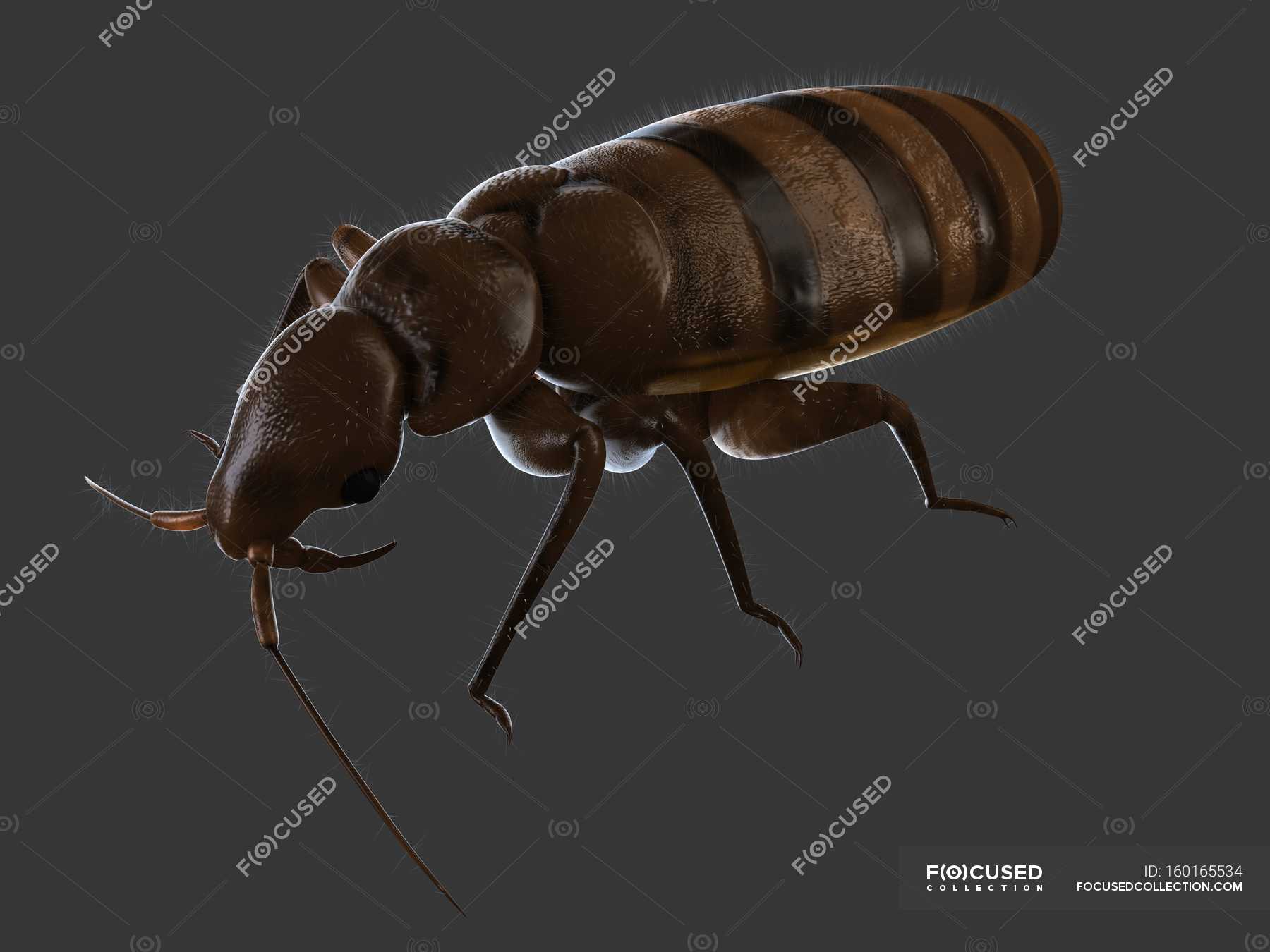 Blood Sucking Common Bedbug Cutout Cut Outs Stock Photo 160165534   Focused 160165534 Stock Photo Blood Sucking Common Bedbug 