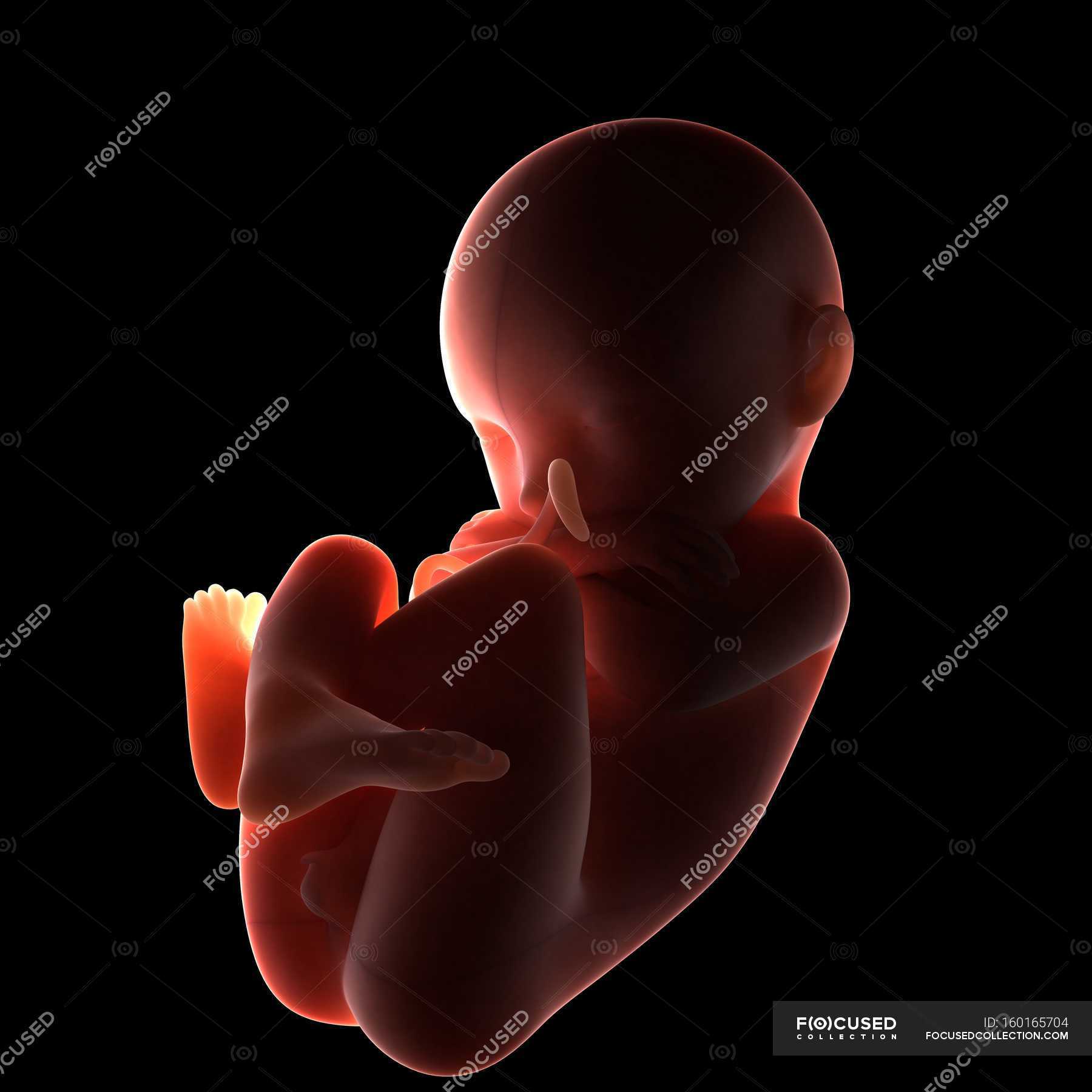 full-term-fetus-people-background-stock-photo-160165704