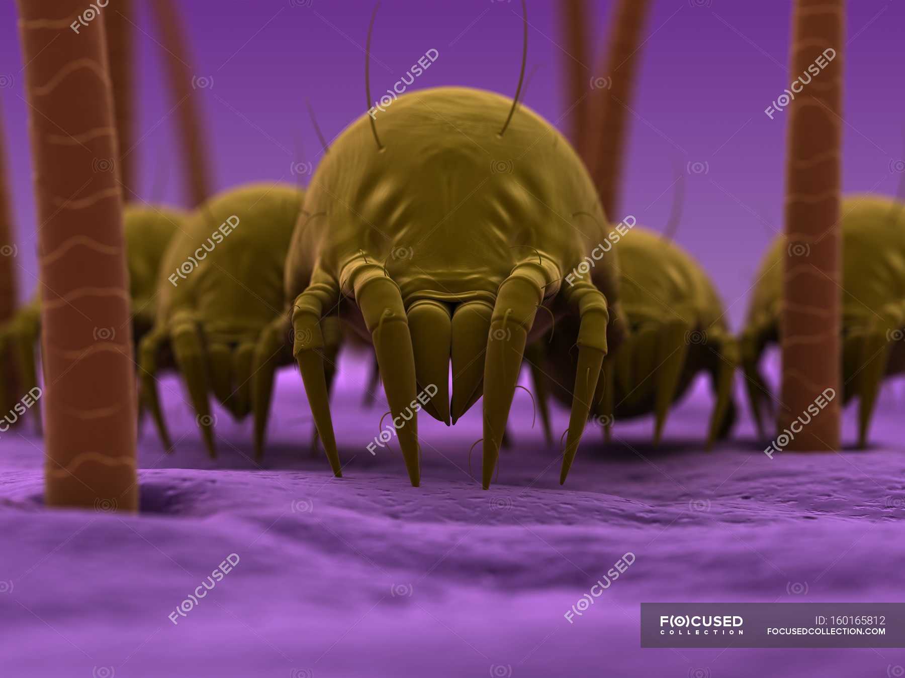House dust mites — hairs, pincher Stock Photo 160165812