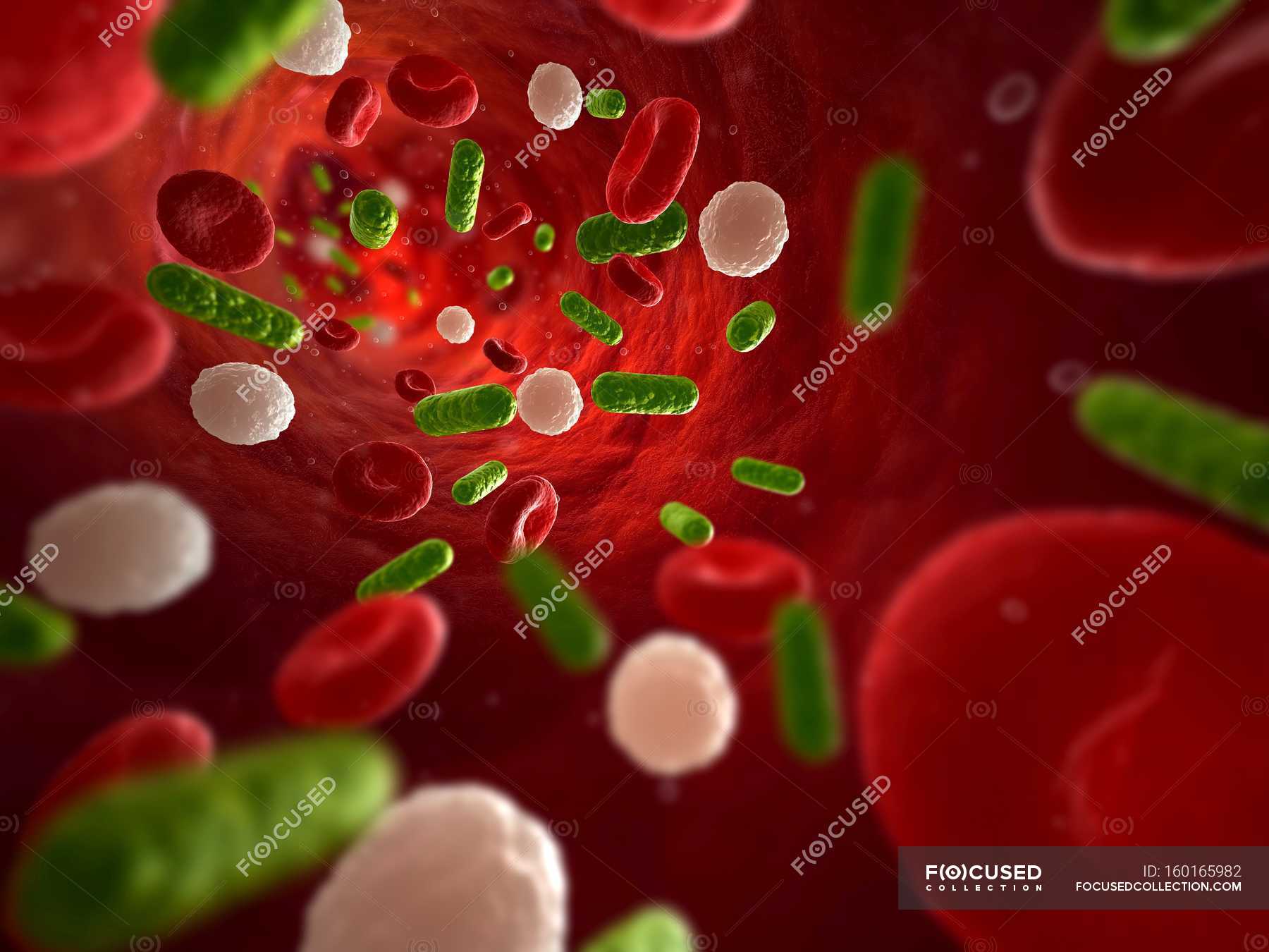 Bacterial Infection In The Blood Stream Blood Vessel Anatomical   Focused 160165982 Stock Photo Bacterial Infection In The Blood 