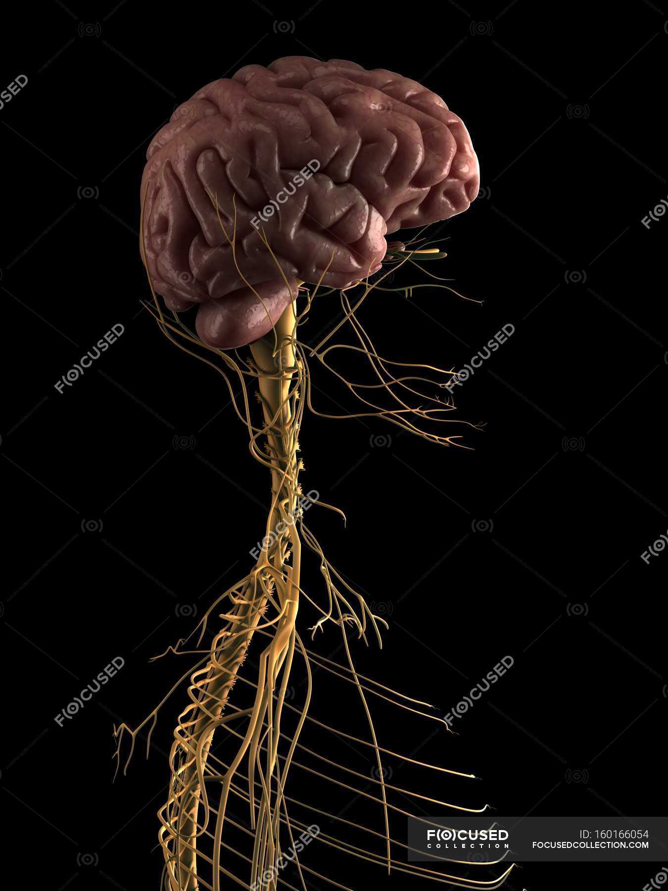 Nervous system and brain — pathway, Representation - Stock Photo ...