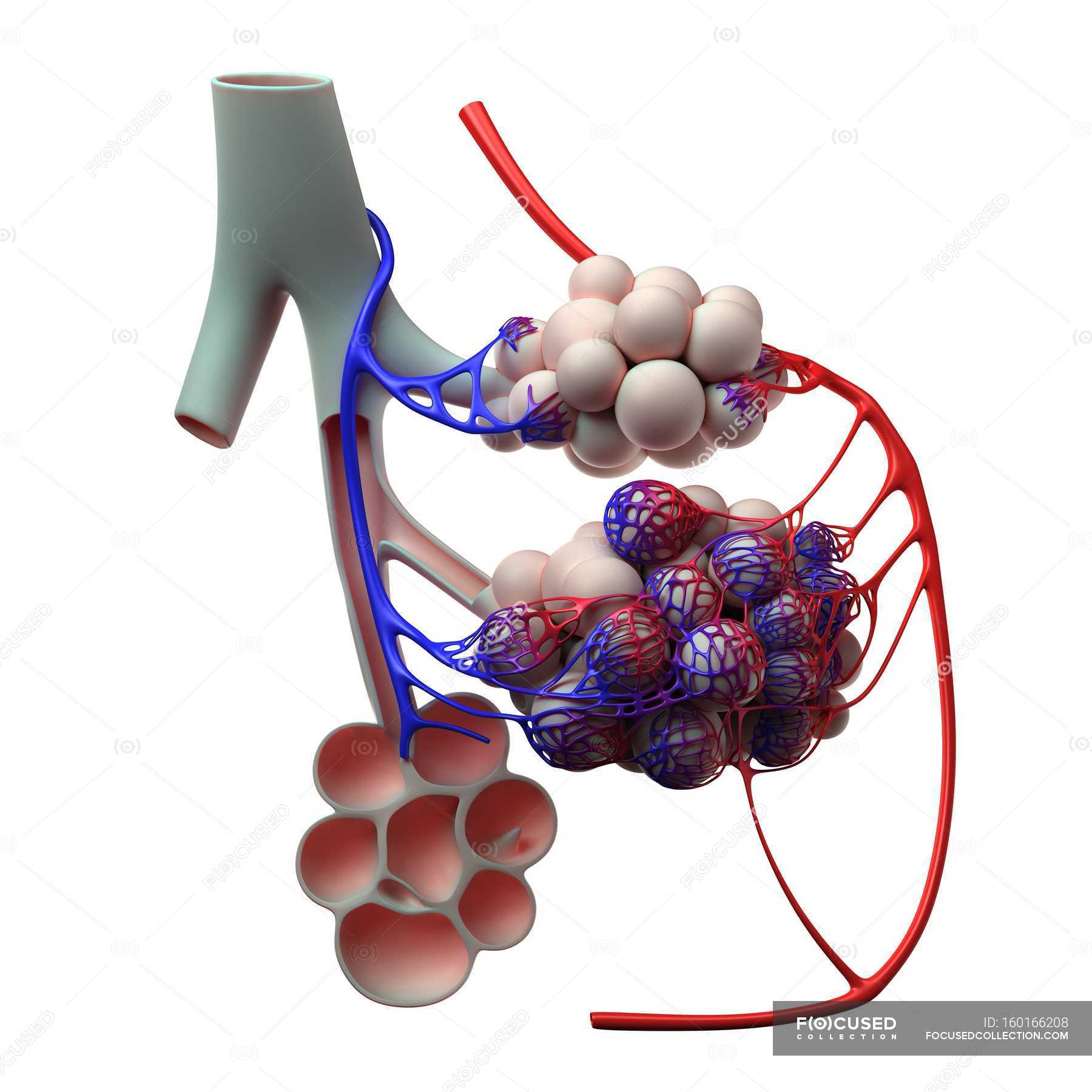 Normale Menschliche Alveolen Anatomie Illustration Medizinische Illustration Stock Photo