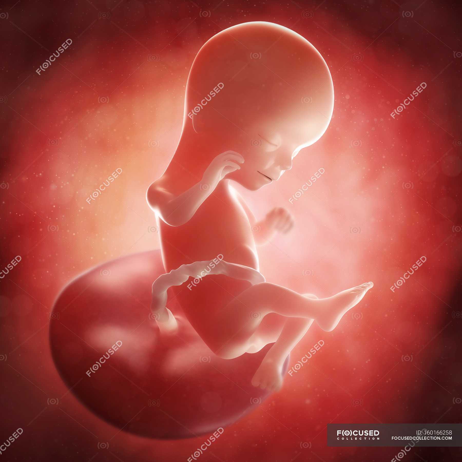 Как выглядит плод на 17 неделе беременности фото